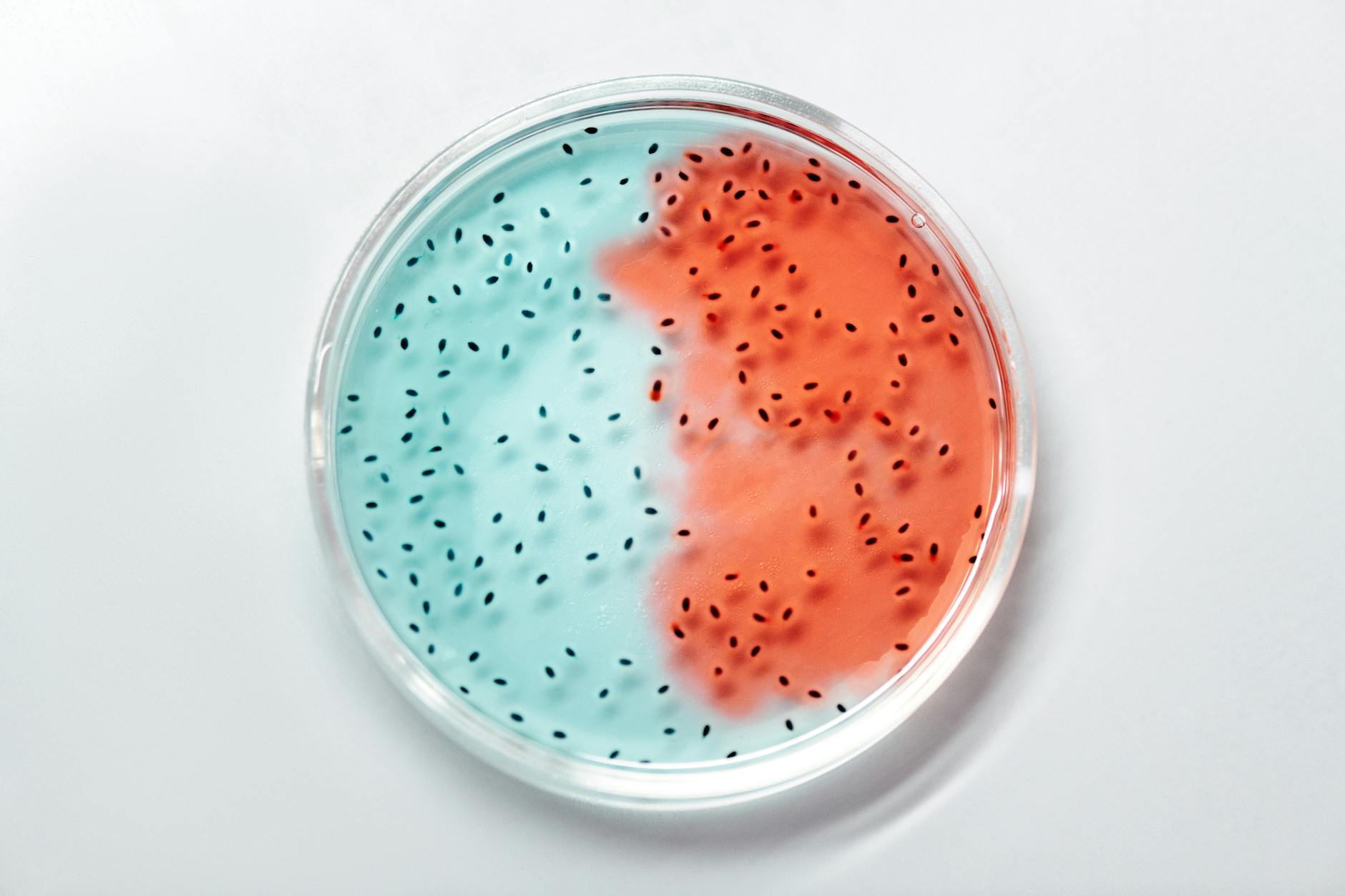 Can probiotics sometimes make gut symptoms worse for some people?