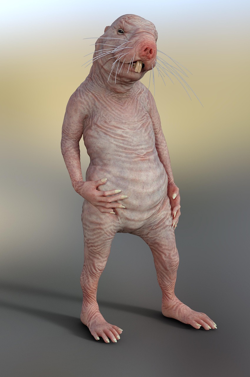 Naked mole rat standing in natural habitat, showing the species' distinctive characteristics