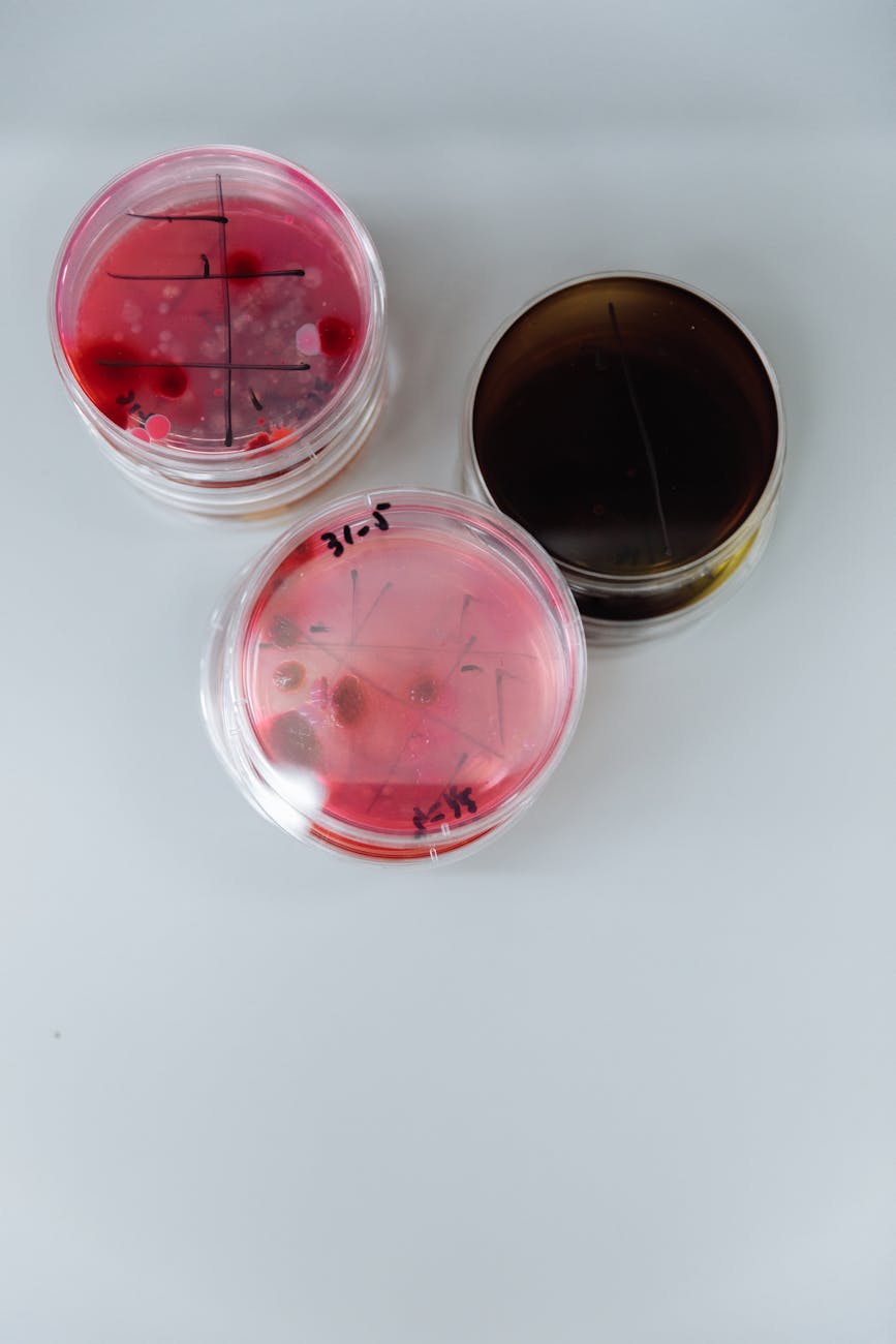 Petri dishes showing bacterial growth in a laboratory, illustrating microbiome research.