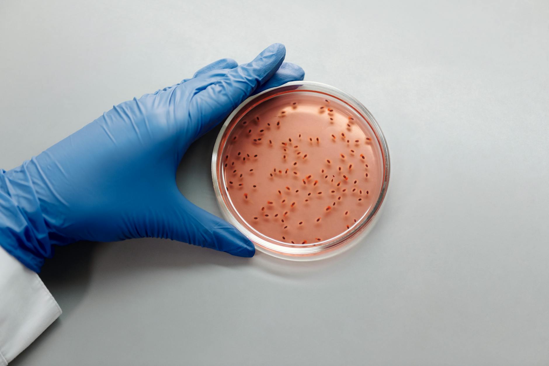 Petri dishes and pipette illustrating gut microbiome research