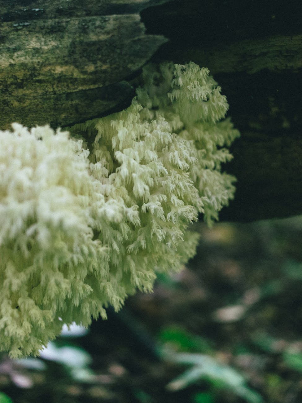 Lion's mane mushroom close-up used as the story hero image