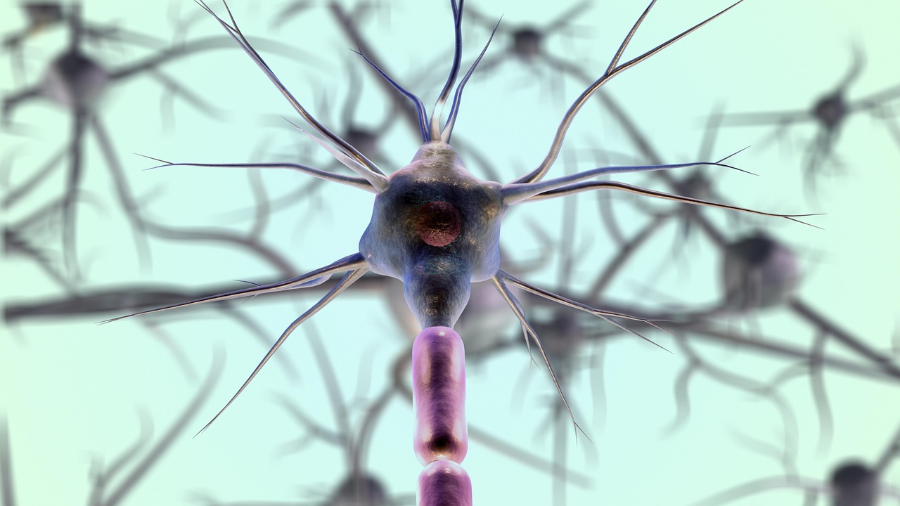 Neuron cells with branching dendrites shown in fluorescent microscopy detail against a dark background