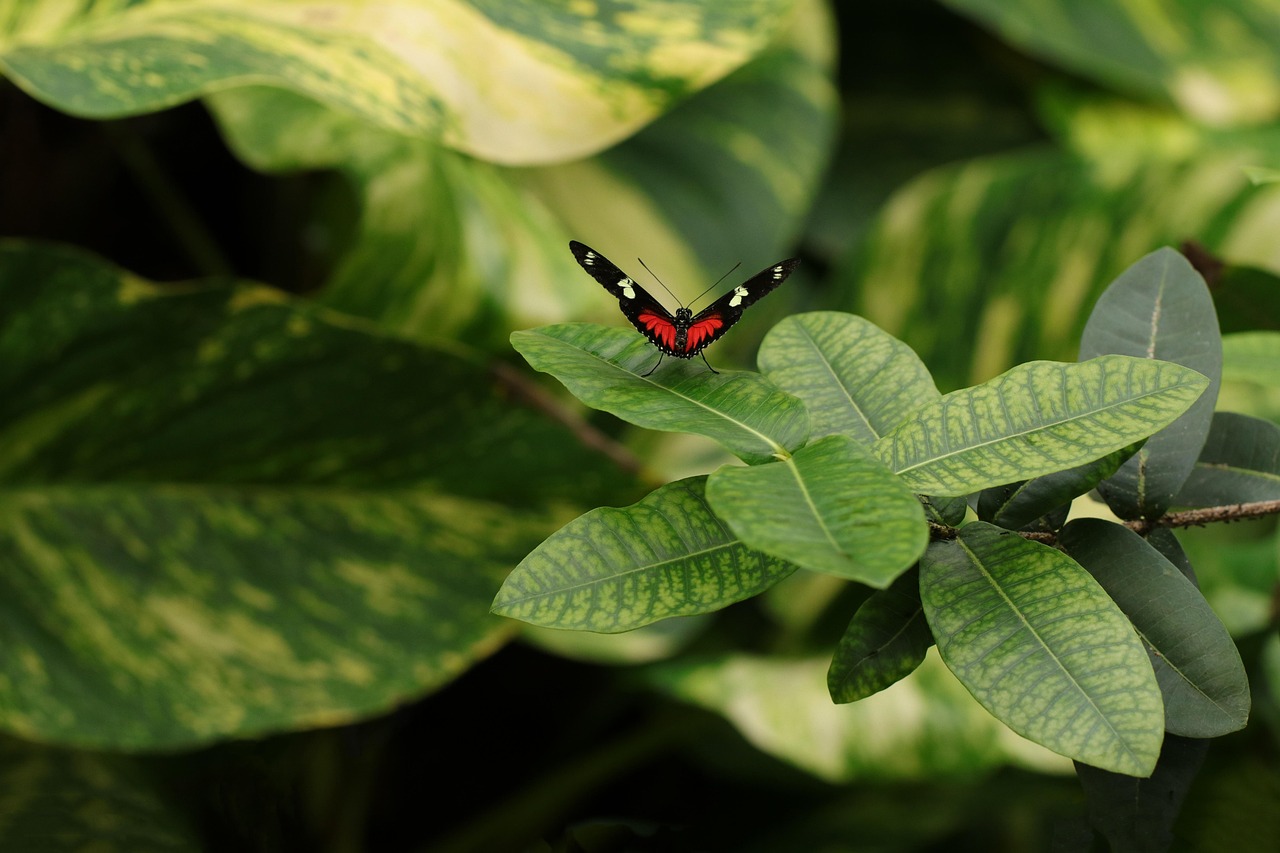 Heliconius butterfly longevity study hero image