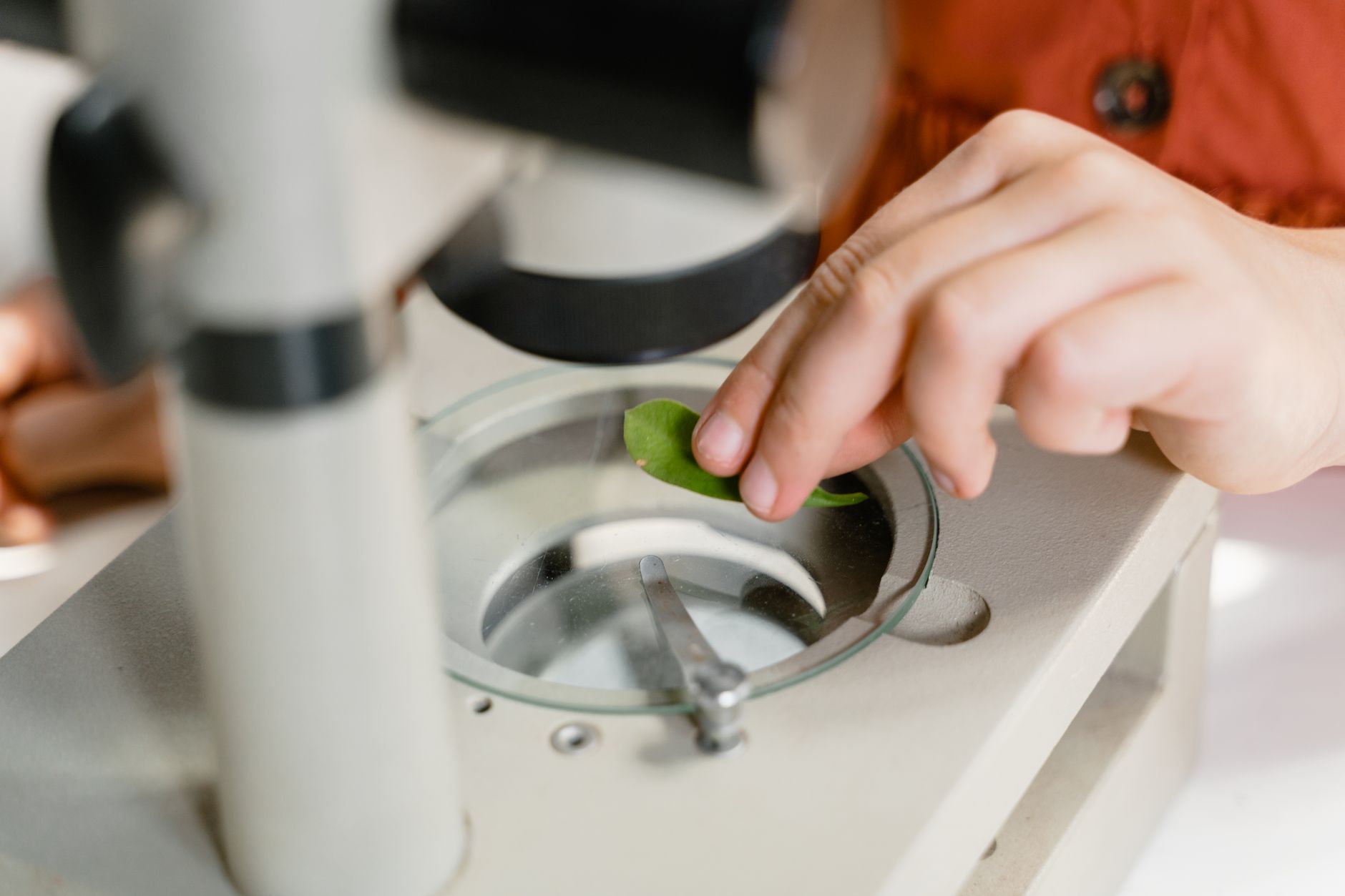 A researcher places a leaf sample under a microscope during produce contamination testing